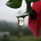 A TRAVES DE UNA GOTA DE LLUVIA