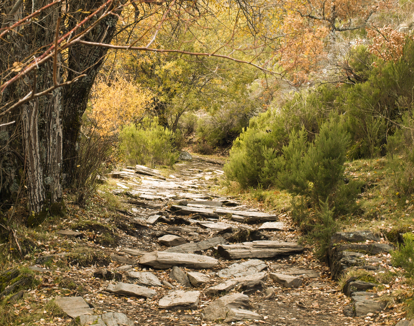 A través del camino