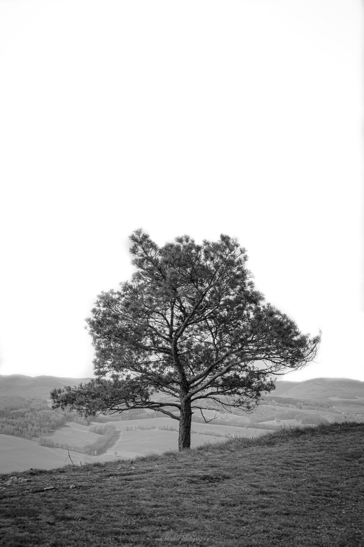 [ a tree ]