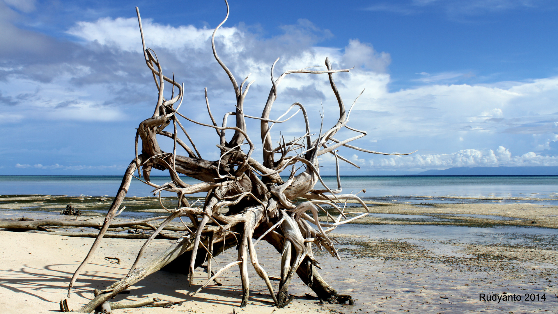 A tree always dies upright - Dodola kecil, Indonesia