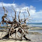 A tree always dies upright - Dodola kecil, Indonesia