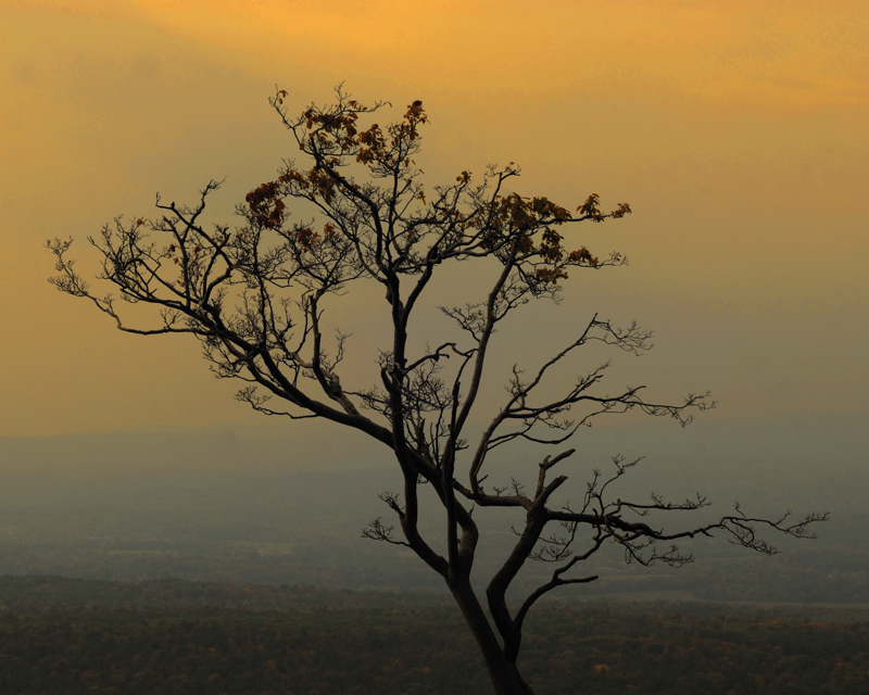 A tree at New Palcz, NY