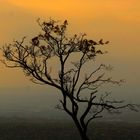 A tree at New Palcz, NY