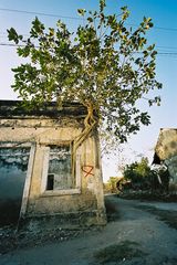 A tree growing out of a house