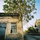 A tree growing out of a house