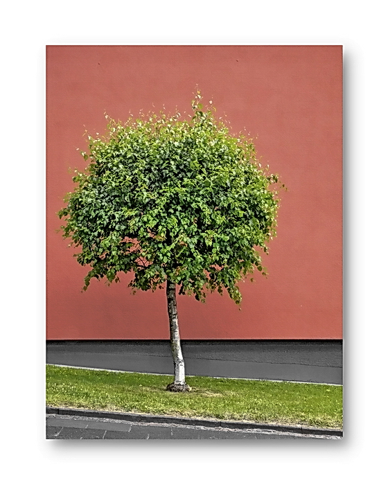 a tree grows in Hammerstein
