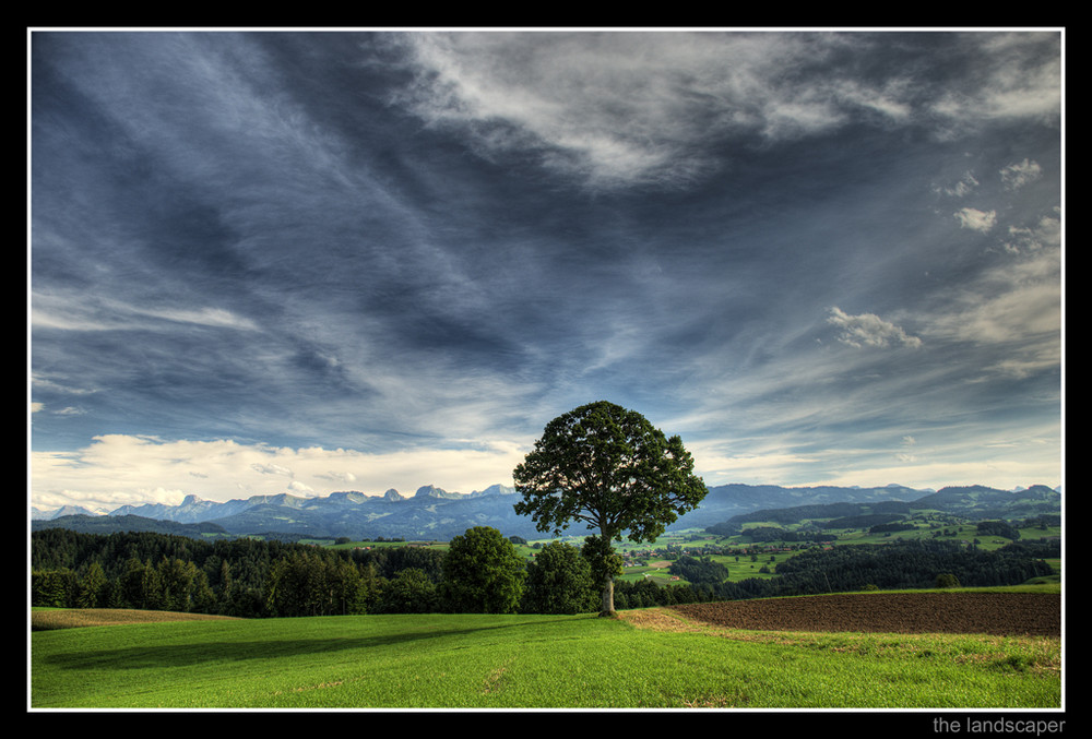 a tree in a great lanscape