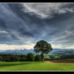 a tree in a great lanscape