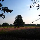 A tree in a park