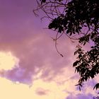 A tree in a purple sky