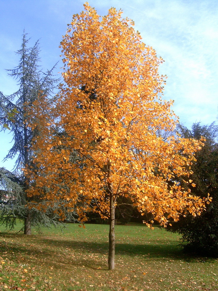 A tree in autumn, near Frankfurt am Main