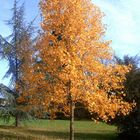 A tree in autumn, near Frankfurt am Main