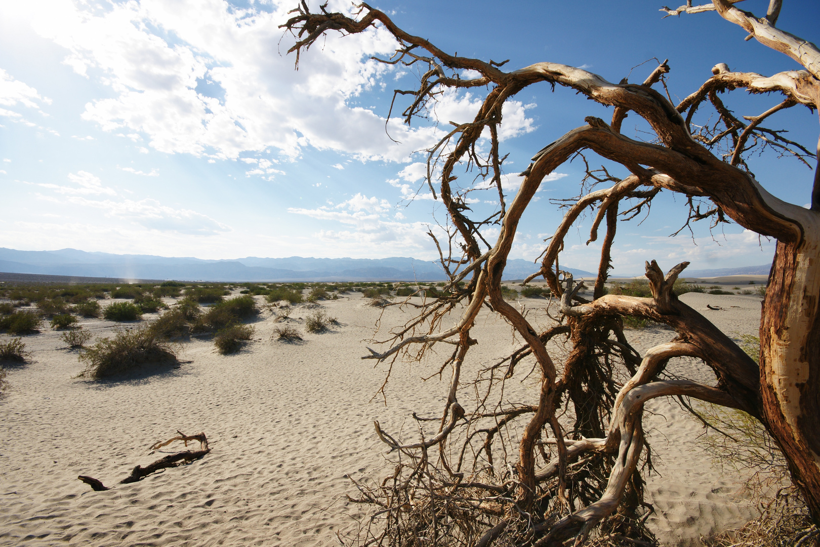 A Tree in Death Valley