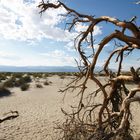 A Tree in Death Valley