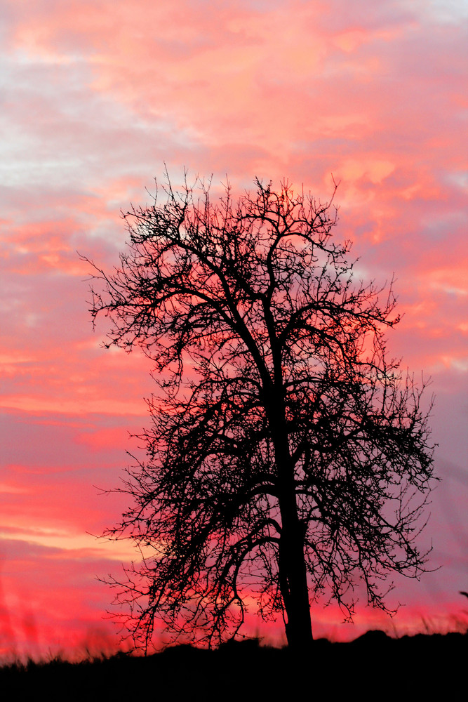 a Tree in Pink