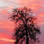 a Tree in Pink