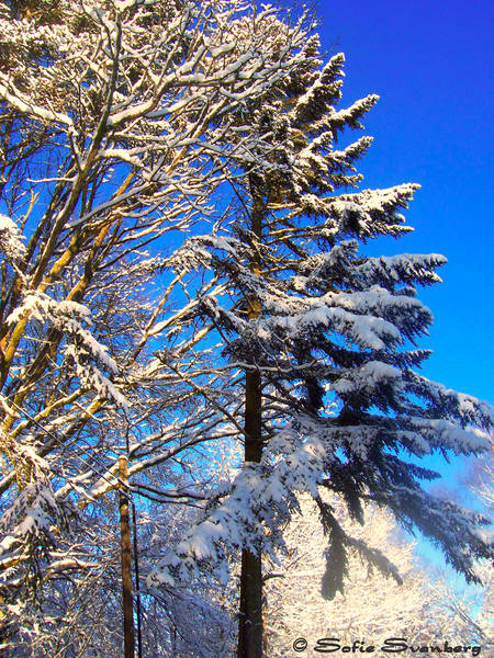 a tree in snow