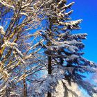 a tree in snow