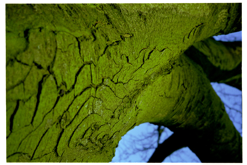 A tree in the city of Amsterdam