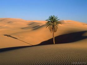 A TREE IN THE DESERT