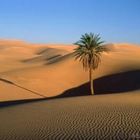 A TREE IN THE DESERT