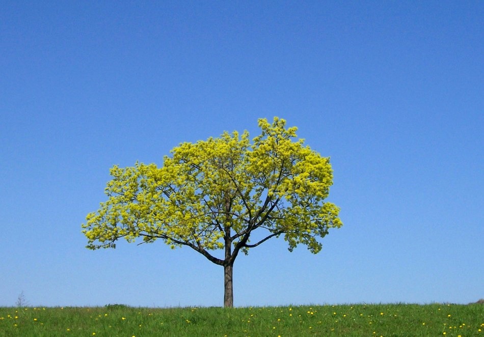 a tree near Danube