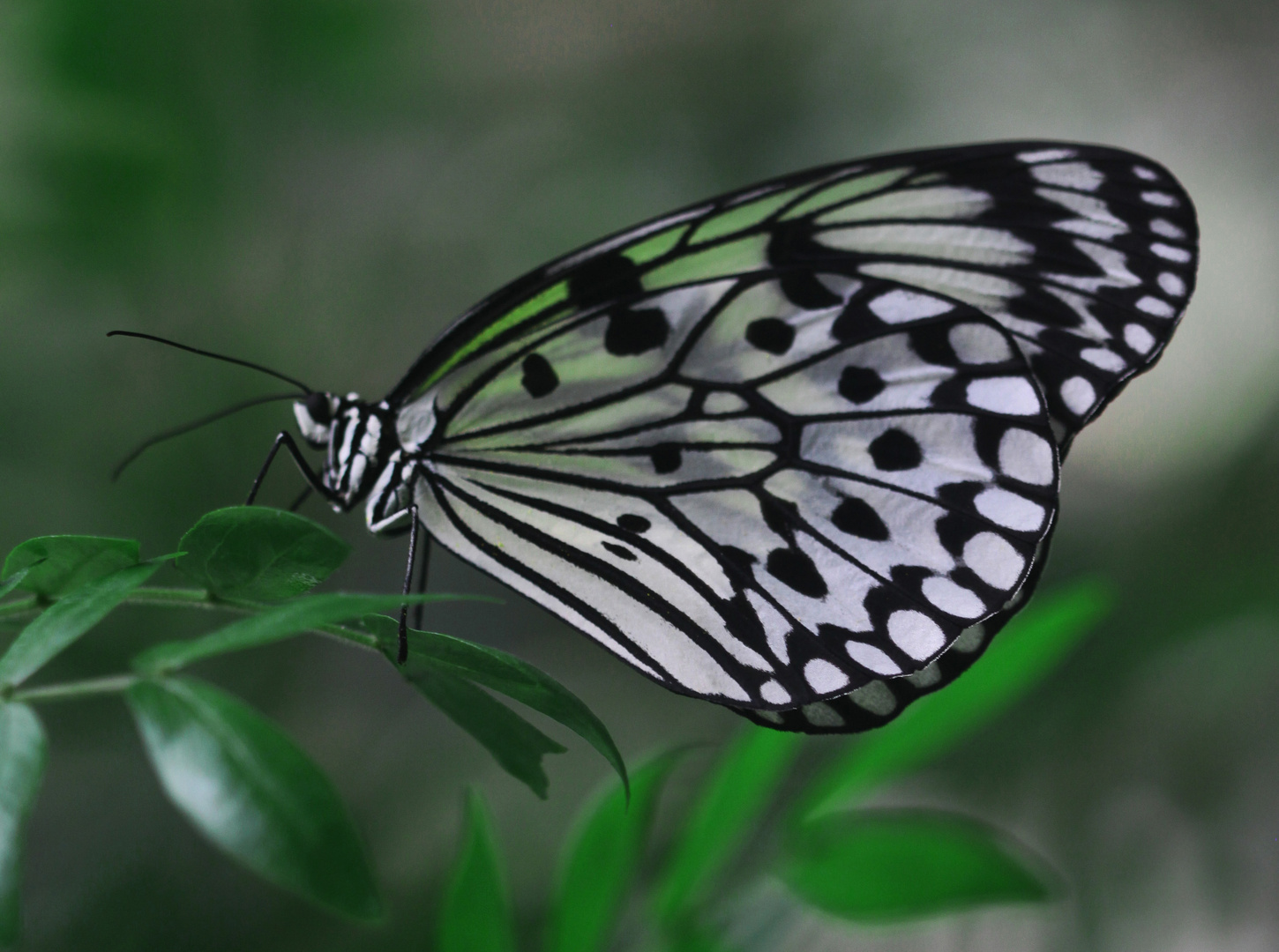 A Tree Nymph  (Idea leuconae)