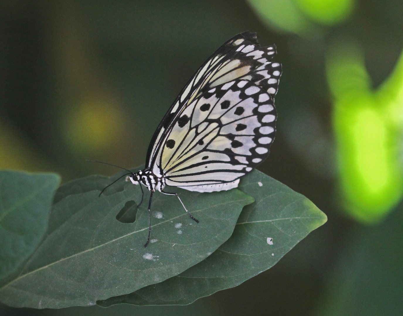 A Tree Nymph  (Idea leuconae)