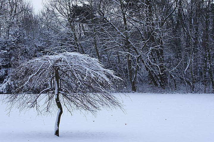 A Tree on a Snow Field