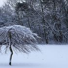 A Tree on a Snow Field