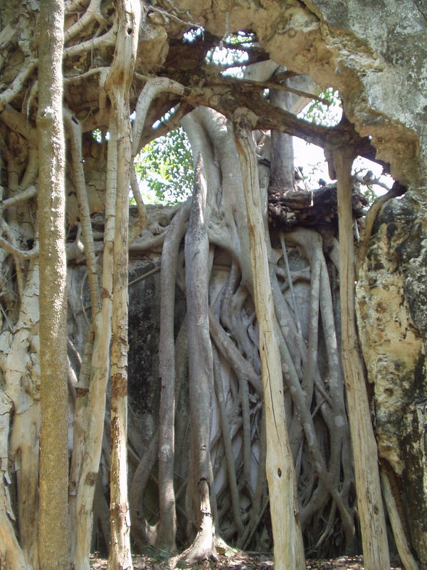 A tree reconquers the ruins