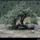 a tree so misterious