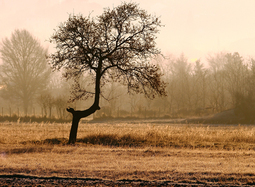 a tree with a hump