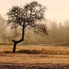 a tree with a hump