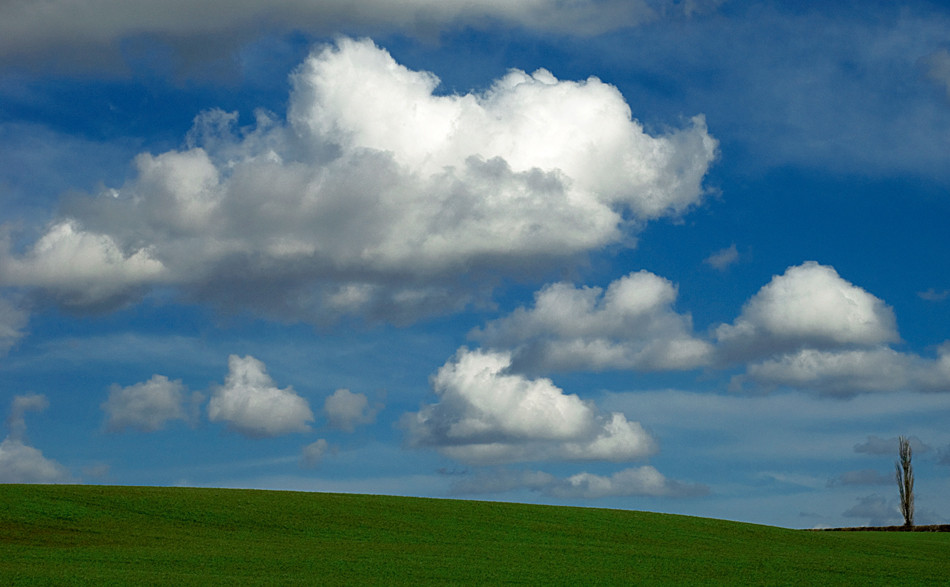 A Trees View.