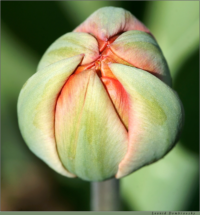 A tulip bud