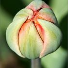 A tulip bud