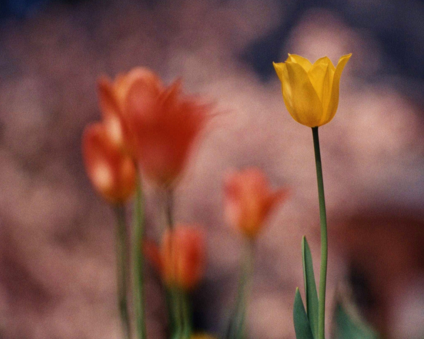 A Tulip Dreaming