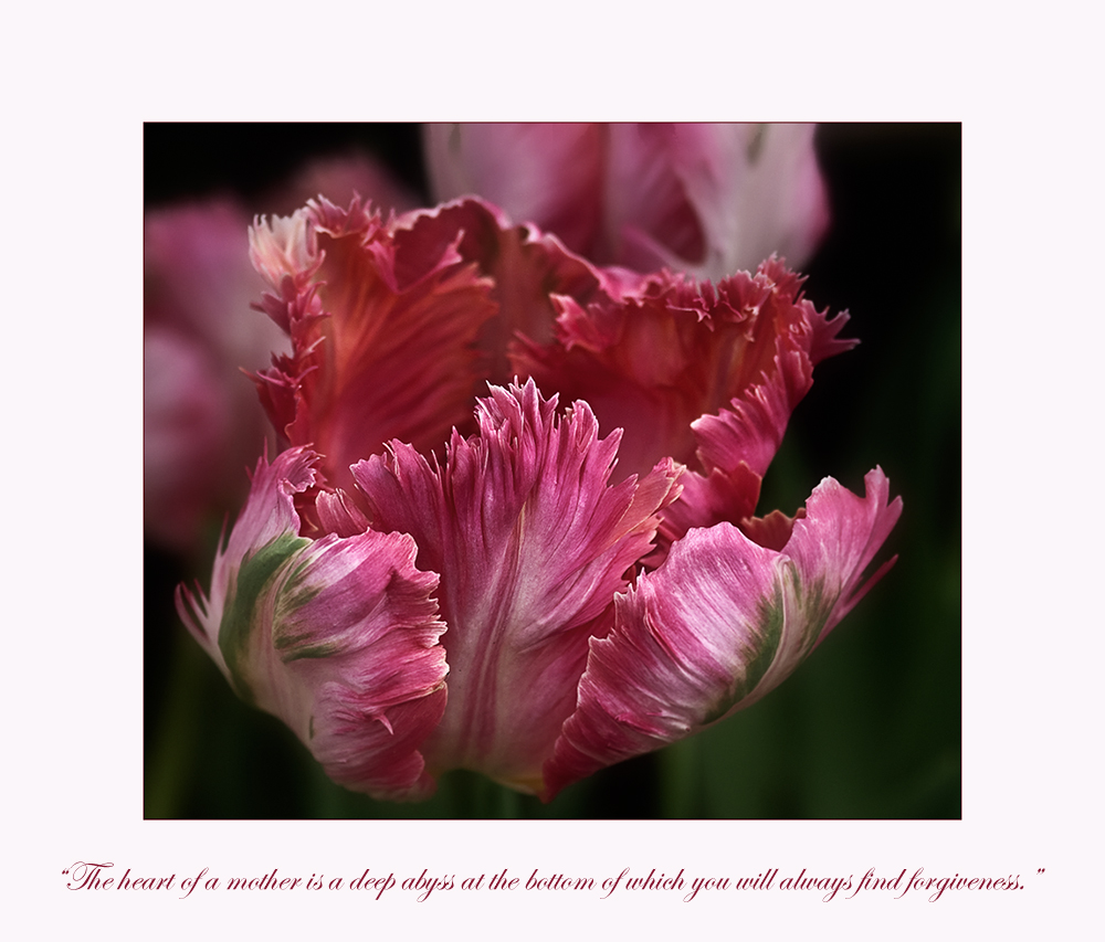 A tulip from my garden ...