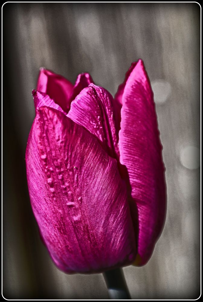 A tulip in my garden