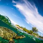 A turtle swimming at the beach of Gili Air