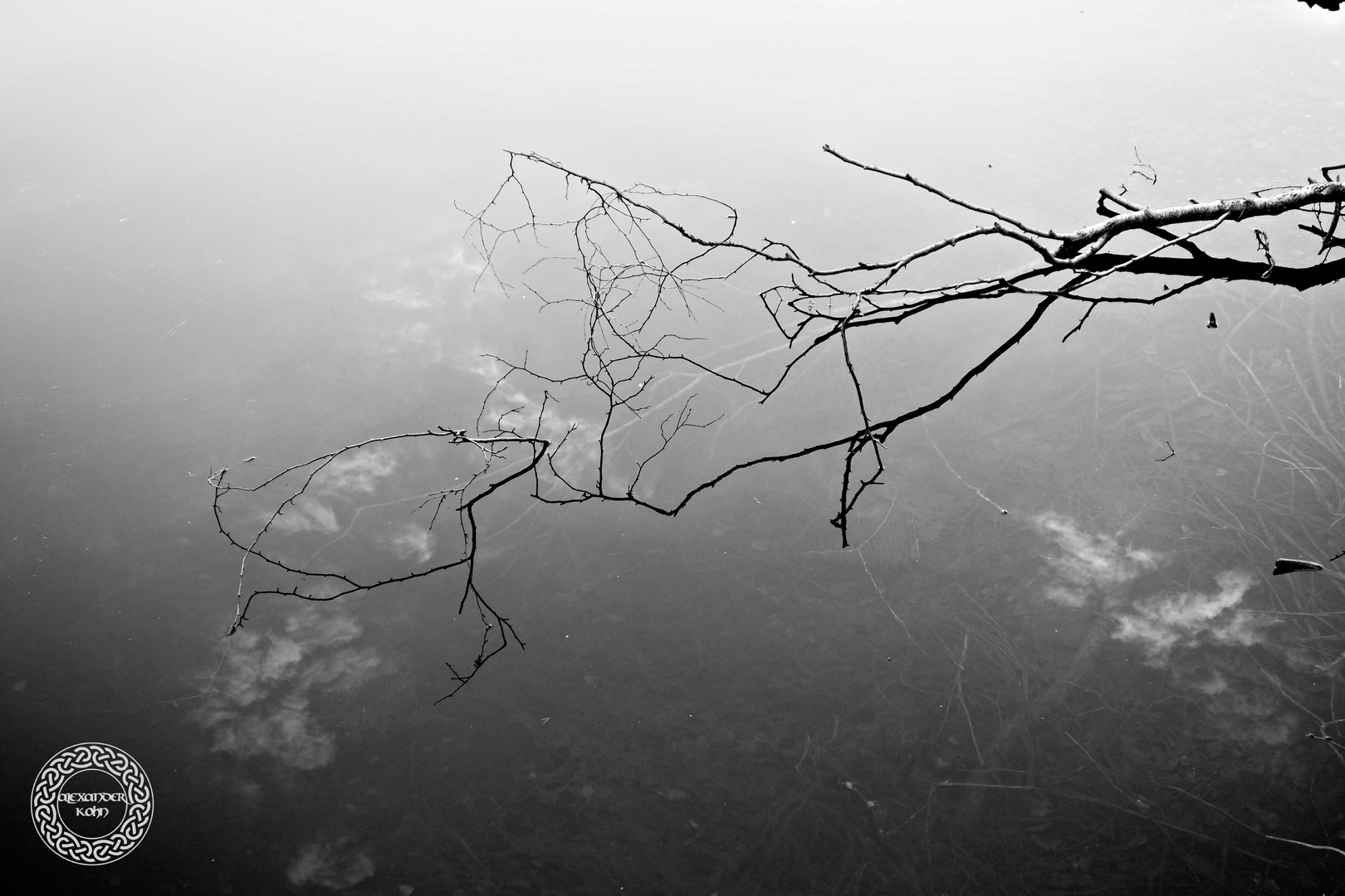 a twig in the lake