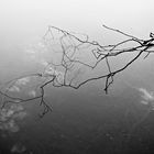 a twig in the lake