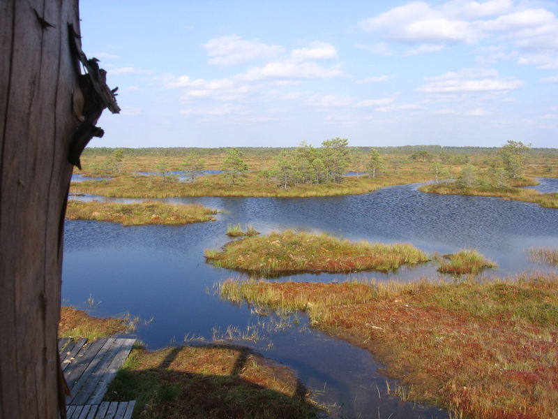 A typical Estonian moor.