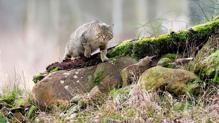 --- A U F . L E I S E N . S O H L E N ---