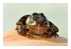 A : U : G : E : N...