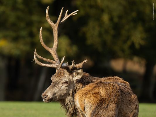 A U T S C H ! ! . d i e . s p u r e n . d e r . b r u n f t 