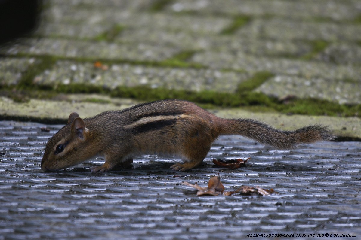 A und B Hörnchen oder wer mit offenen Augen