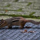 A und B Hörnchen oder wer mit offenen Augen