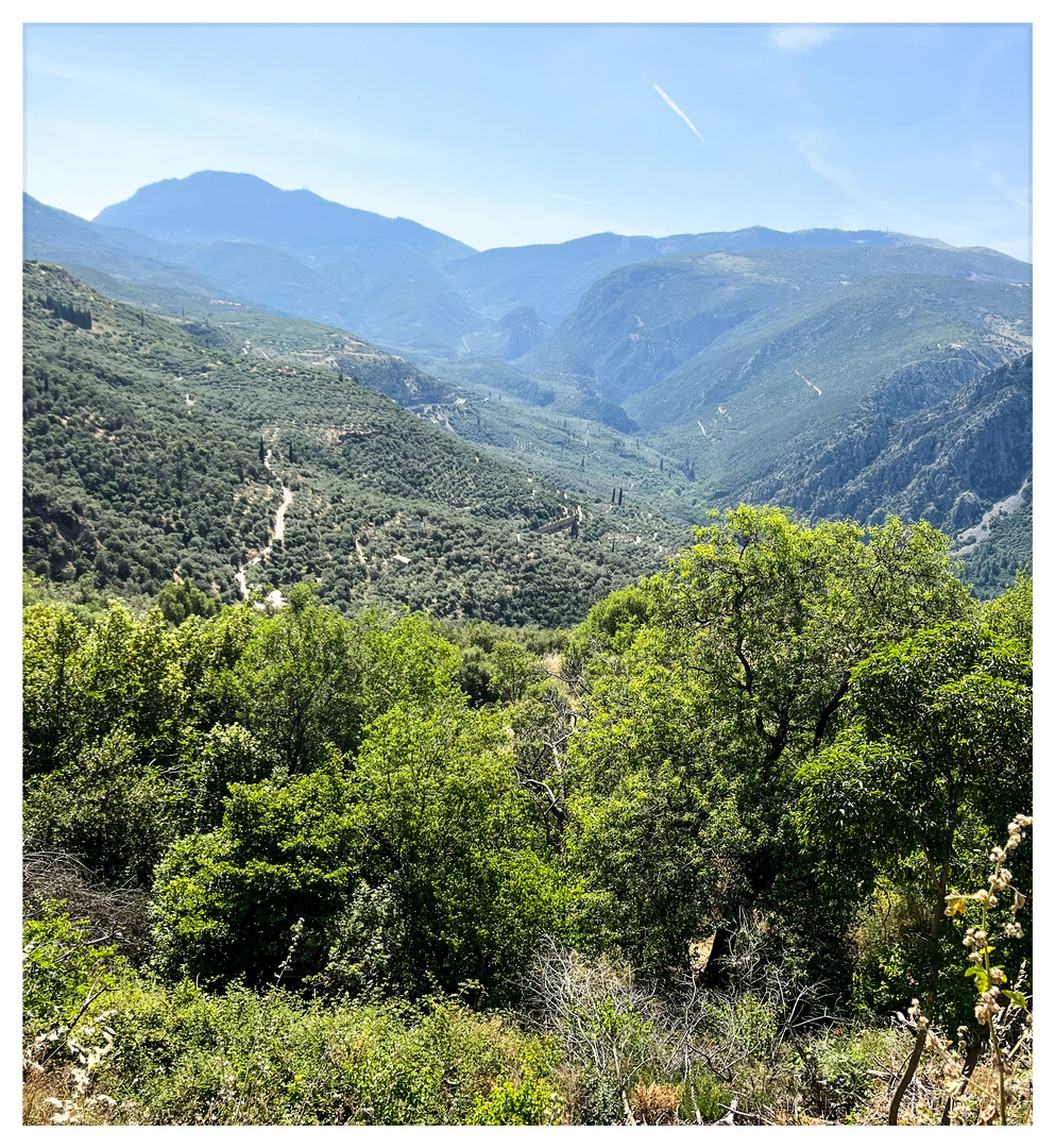 a valley of olive trees and cypresses